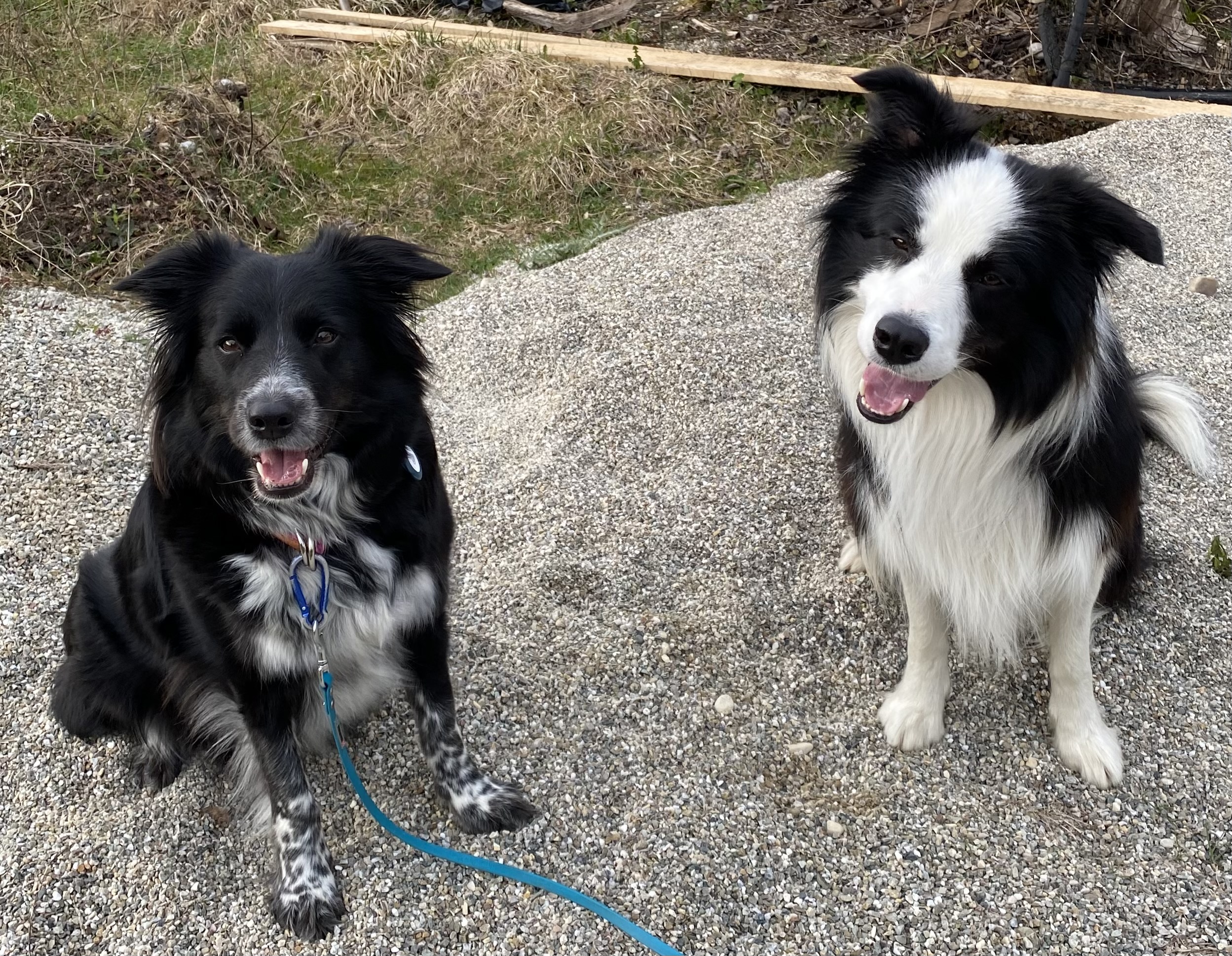 Die beiden Border Collies Danabi und Muck nebeneinander