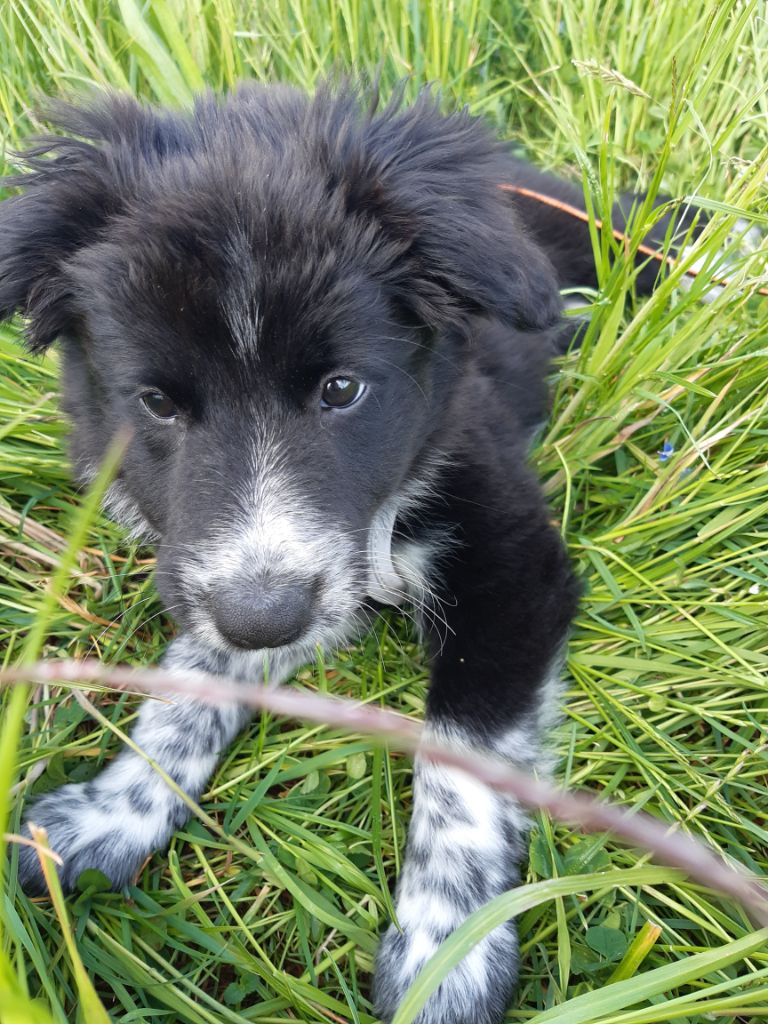 Schwarzweißer Border-Collie-Welpe liegt im hohen Gras